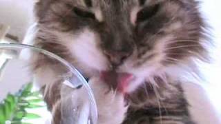 Nom nom nom nom น้องแมวดื่มน้ำนม มีเสียงด้วยนะ