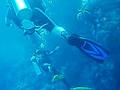 SMSD in the Red Sea (Egypt) Diving Marsa Alam 005
