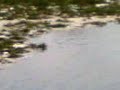 Dead Fishes By The Thousands In Lake