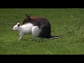 wallabies are they mating??