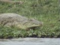 Murchison Falls NP - Uganda