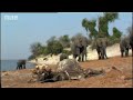 wild african elephants grieve over a death in the herd   bbc wildlife