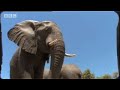 wild african elephants grieve over a death in the herd   bbc wildlife