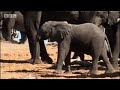 wild african elephants grieve over a death in the herd   bbc wildlife