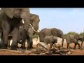 Elephants - Spy in the Herd: Grieving Elephants