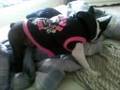 Roxie the Boston Terrier