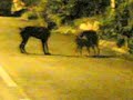Dogdom Part 2