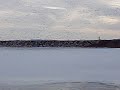 envol des oies des neiges