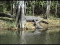 Alligators in Everglades National Park