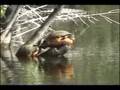 Alligators in Everglades National Park