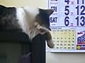 a video taken while me cat was sleeping...