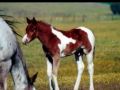 Spirit of the Horse