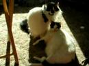 Toonces Washing Yakkity