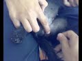 la perra de guille xD
