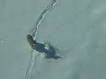 Wolf video