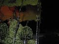 virgen del carmen san cayetano  córdoba  1