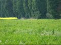 SP550 UZ Test Footage - Deer in the Morning