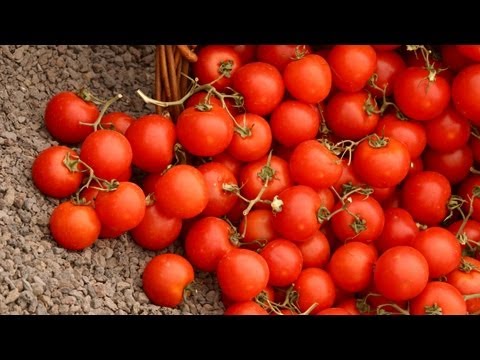 how to grow tomatoes ehow