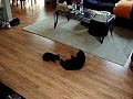 Kittens Playing Kittens Playing