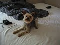 yorkshire-terrier-zeke.html