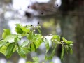 Invasion der Insekten im Frühling (invasion of the insects in spring).MP4