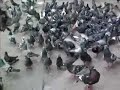 Peruvian Kids Feeding Birds Peruvian Kids Feeding Birds