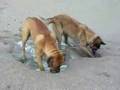 Bullmastiff video
