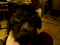 videos de D Litter at 12 weeks - 1