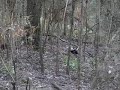 Lyrebird Courting (3 lyrebirds)