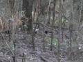 Lyrebird Courting (3 lyrebirds)
