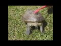 tortoise is dancing at satisfaction REMIX