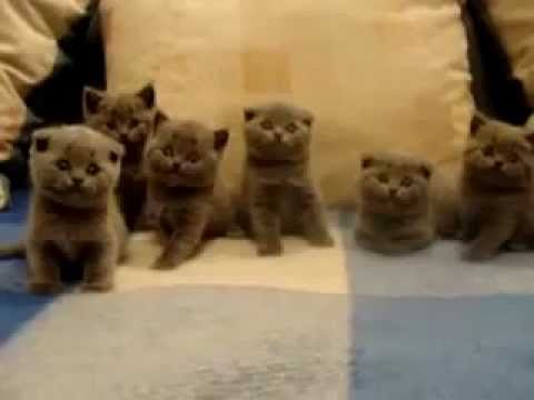 Watch 'Cute Scottish Fold Kittens'
