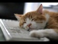 Animated Cats Hilarious