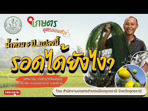 น้ำท่วม 5 ปี แปลงนี้รอดได้อย่างไร? โดยสำนักงานเกษตรอำเภอเมืองอุดรธานี