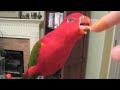 Haggie Eating