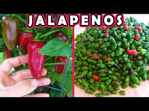 how to harvest jalapenos