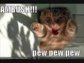 Funny Cats of the Internet
