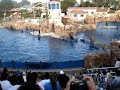 Dolphin Splash at Sea World Dolphin Splash at Sea World