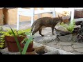 Clive F1 chausie and the pond revisited