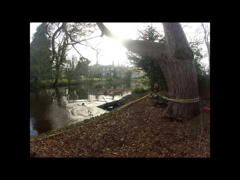 how to transplant an oak tree