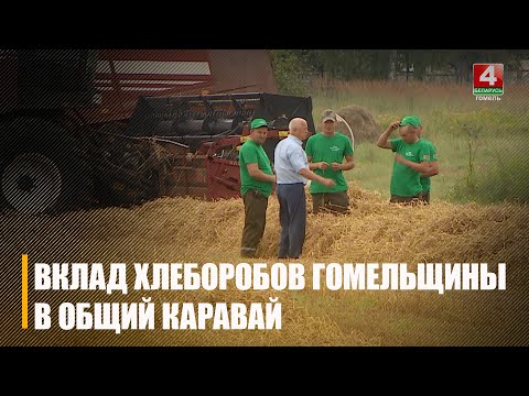 В Беларуси собрано более 1 миллиона 750 тысяч тонн зерна видео