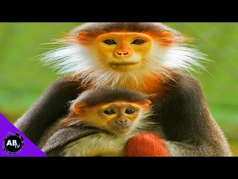 YouTube reptile video