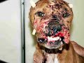 Maltraitance et mis�re des animaux
