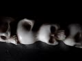 Bosnia another mass grave uncovered - warning graphic Bosnia another mass grave uncovered - warning graphic