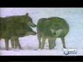 Discovery Channel - Wolves Tied (mating)