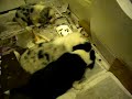 Welsh Corgi Cardigan 6 weeks Welsh Corgi Cardigan 6 weeks