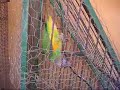 V�gel in Ouagadougou