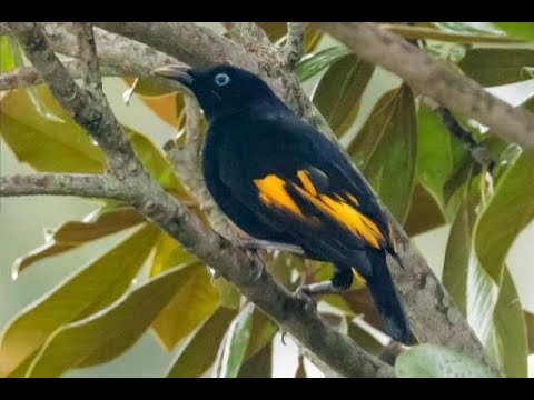 <p>An unusual bird of South-East Queensland / North-East New South<br />
Wales, The “Rawnsley’s Bowerbird”</p>
 video thumbnail