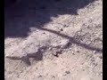 تفجير عبوة ناسفه في طاسه كولا