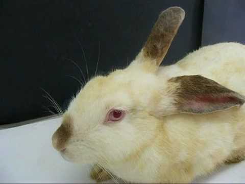 Respiratory Depressant Effect of Pentobarbitone in Rabbits